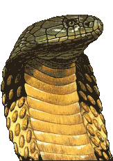 King Cobra